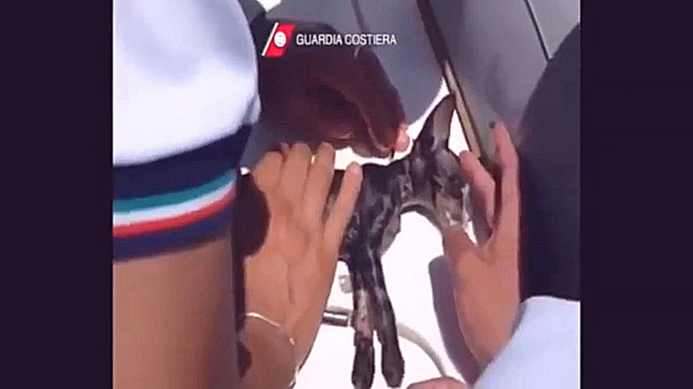 Видеоклип Береговая охрана Италии реанимировала утонувшего котенка