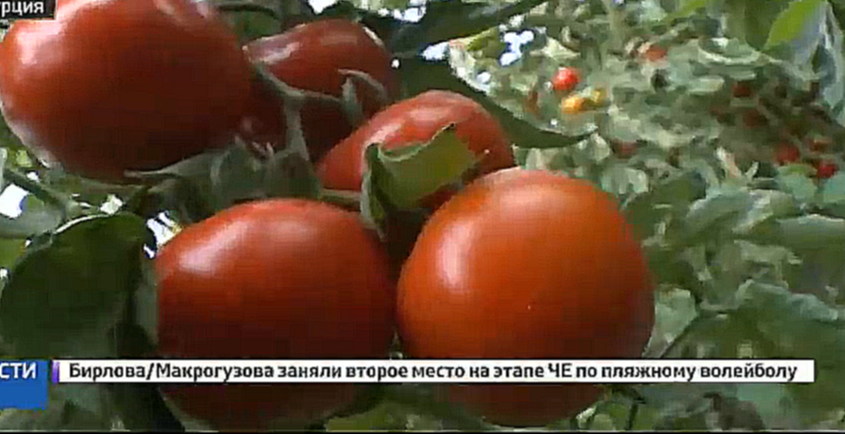 Турецкие производители помидоров ждут возвращения на российский рынок 
