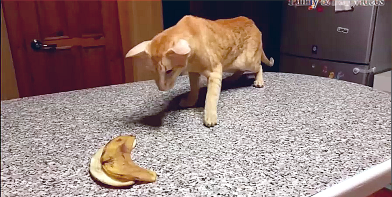 кошки против бананов,огурцов и кабачков 