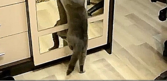 Видеоклип Кот танцует ламбаду