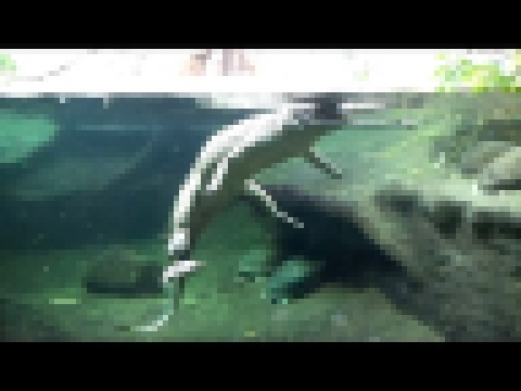 Пражский зоопарк.Крокодилы.Фламинго 15.04.2015-Ч12. 