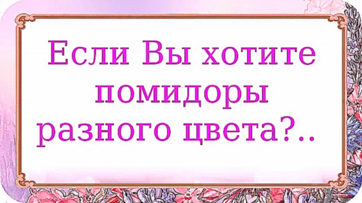 Видеоклип Если Вы хотите помидоры разного цвета?.. 356 серия.