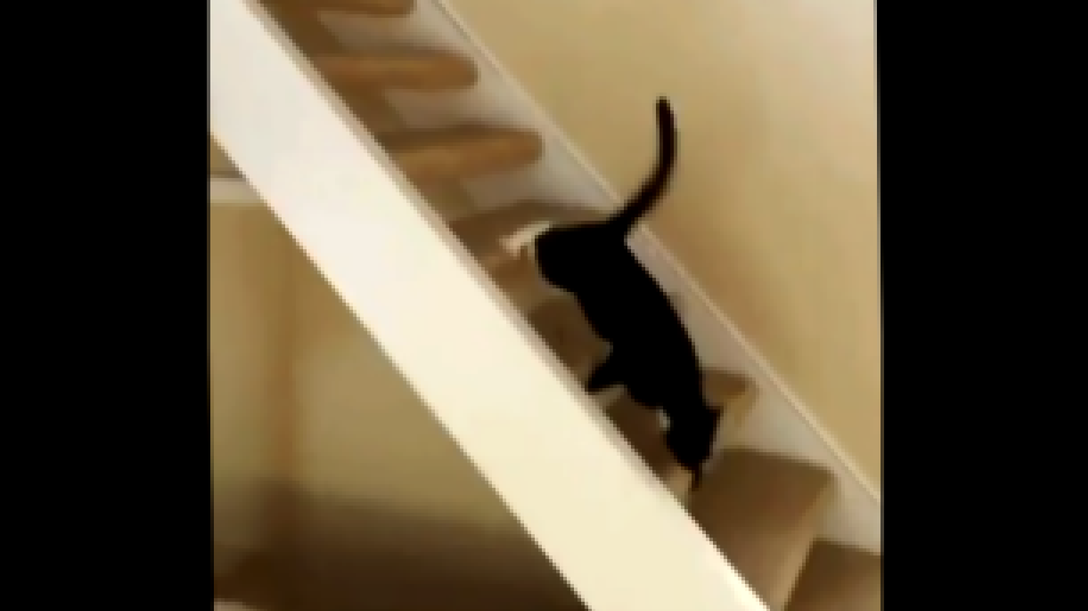 Видеоклип Кошка недовольна гравитацией