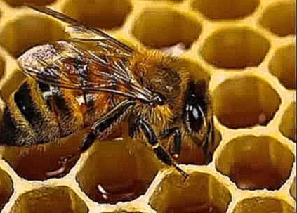 Как пчелы строят соты Это интересно 