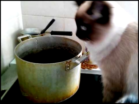 Невский маскарадный котик "Коржик" на кухне 