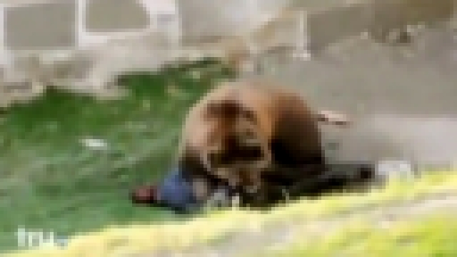Видеоклип Медведь напал на грибника