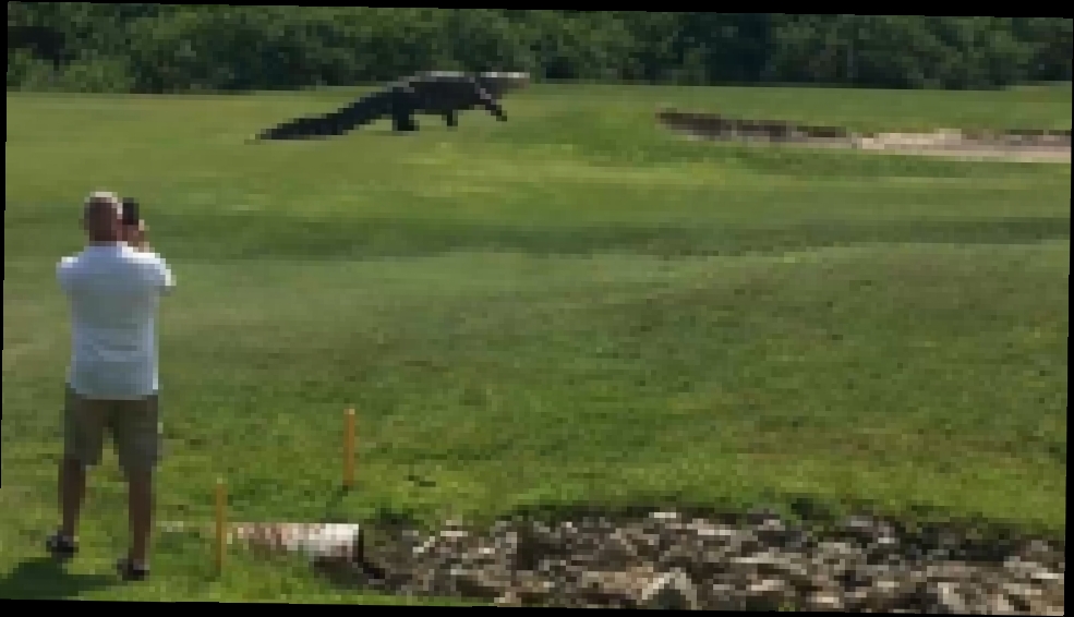 Видеоклип Гигантский аллигатор гуляет по полю для гольфа