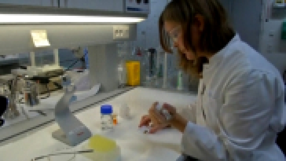 В Дании изобрели сверхпрочный клей из белков мидий новости 