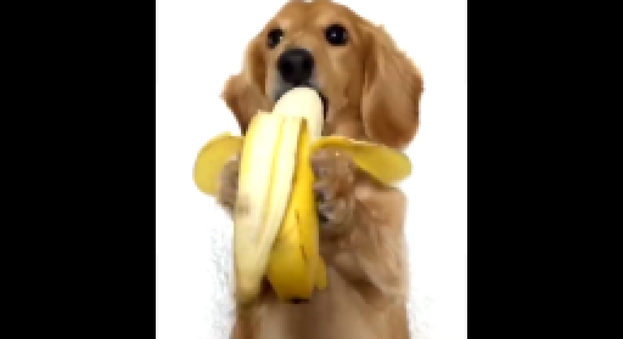 Собака ест банан 