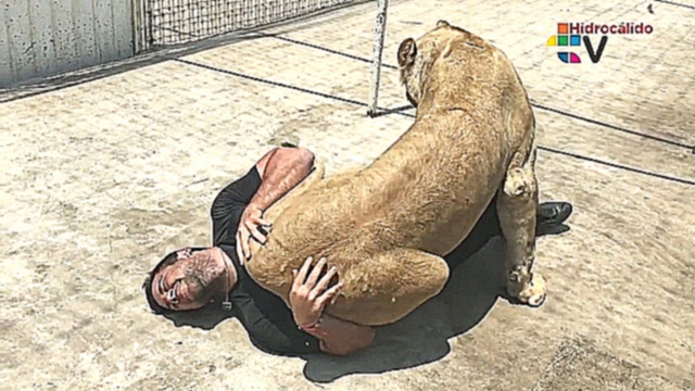 Видеоклип Молодая львица сбивает с ног мужчину, чтобы обнять его