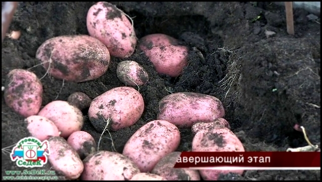 Выращивание картофеля в грядах-коробах  