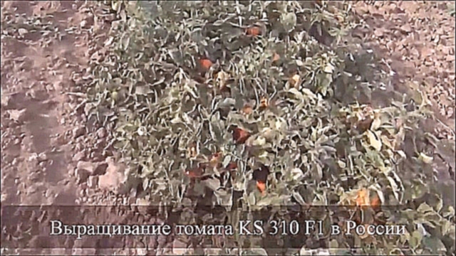 Cемена Китано. Выращивание томата KS 310 F1 