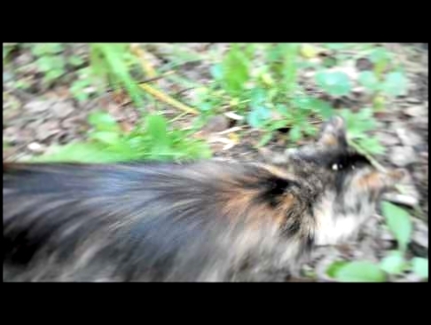 Грибная кошка 5: ежик и древесный гриб 