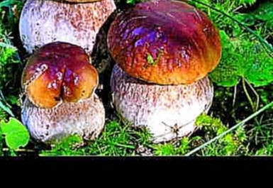 Видеоклип ГРИБЫ ПОЛЬЗА | грибы полезны или нет