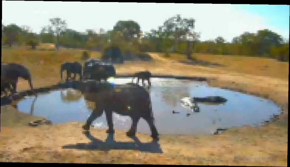 Видеоклип Бегемот 04 Слонихи привели слонят попить водичку в которой Hippo живут и какают :(