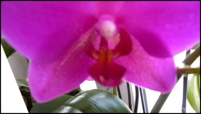 Орхидея цветущая зимой 14 12 2014 