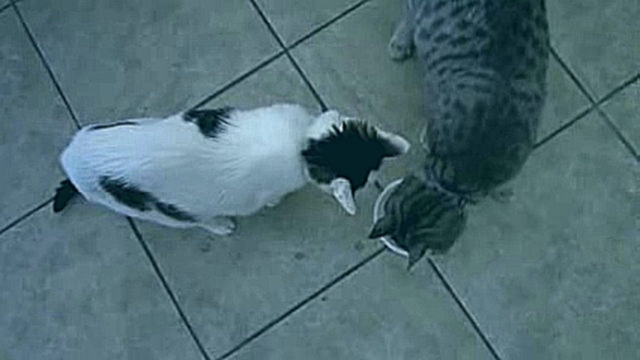 коты делят йогурт 