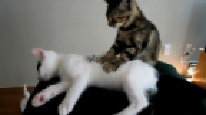 Видеоклип Милые котики 2013