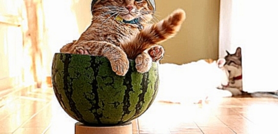 Кот в арбузе 