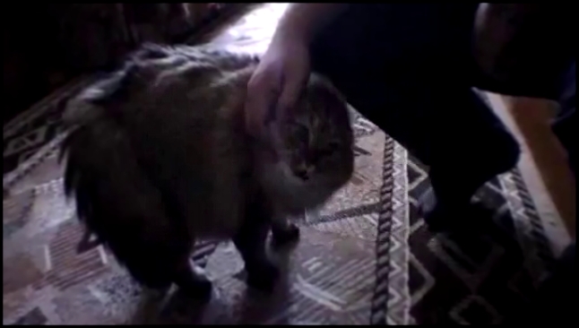 Видеоклип Ноу, ноу, ноу - ошеломленный кот