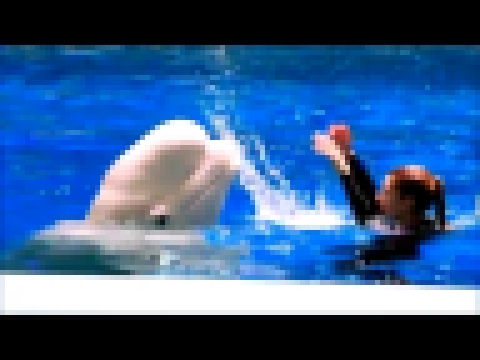 Репетиция белых китов Понка и Пончик 