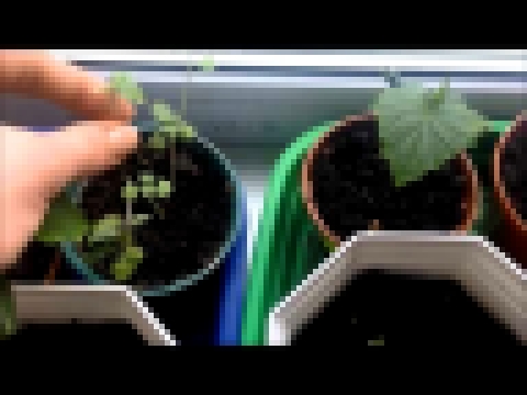 Выращиваем зелень на подоконнике. часть 3 салат, базилик, петрушка, укроп, огурцы, помидоры 