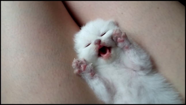 Видеоклип супер няшный котенок умывается во сне