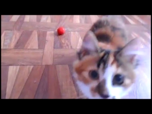 Кошка и помидорка _^.^_ Cat's playing with a tomato. 