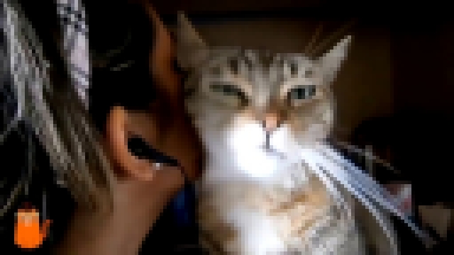 Видеоклип ласковая кошка целует хозяйку