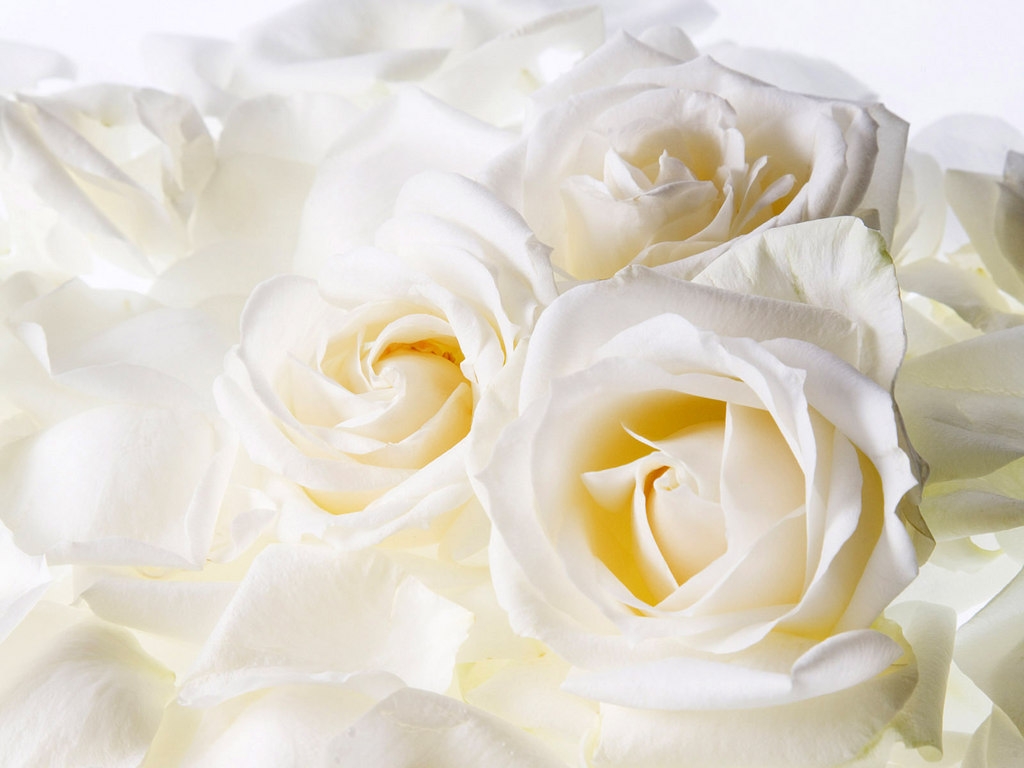 Аркадиас - Белые розы картинки