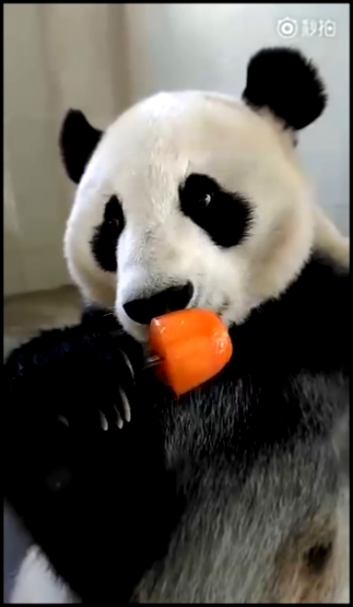Панда ест морковное мороженое 