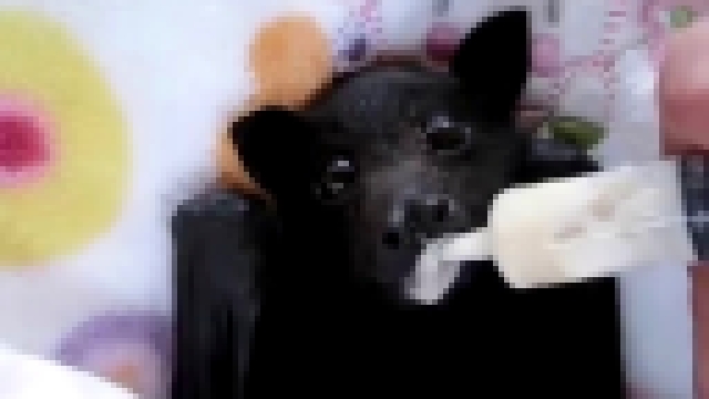 Видеоклип Летучая мышь пьёт банановый смузи