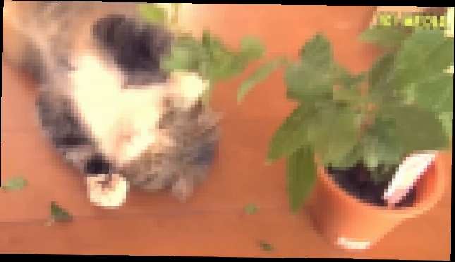 Видеоклип Коты поют очень круто  Смешная песня про Кота